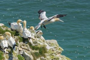 A group of Northern Gannets on the Bempton Cliffs, with one in flight.